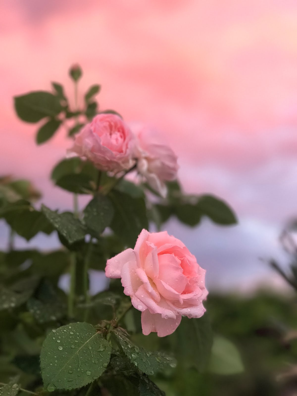 Rosa himmel