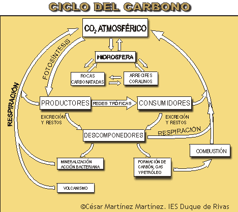 Diagrama de Ciclo del Carbono