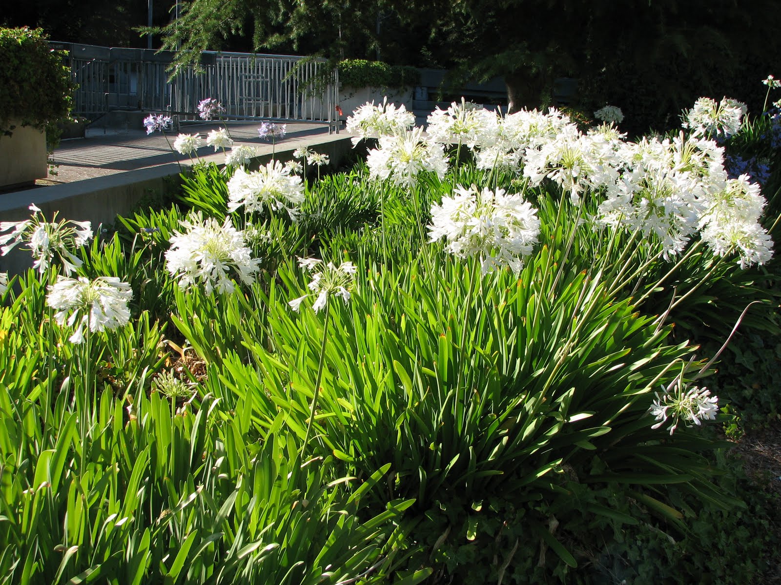 Wedding Flowers White Agapanthus