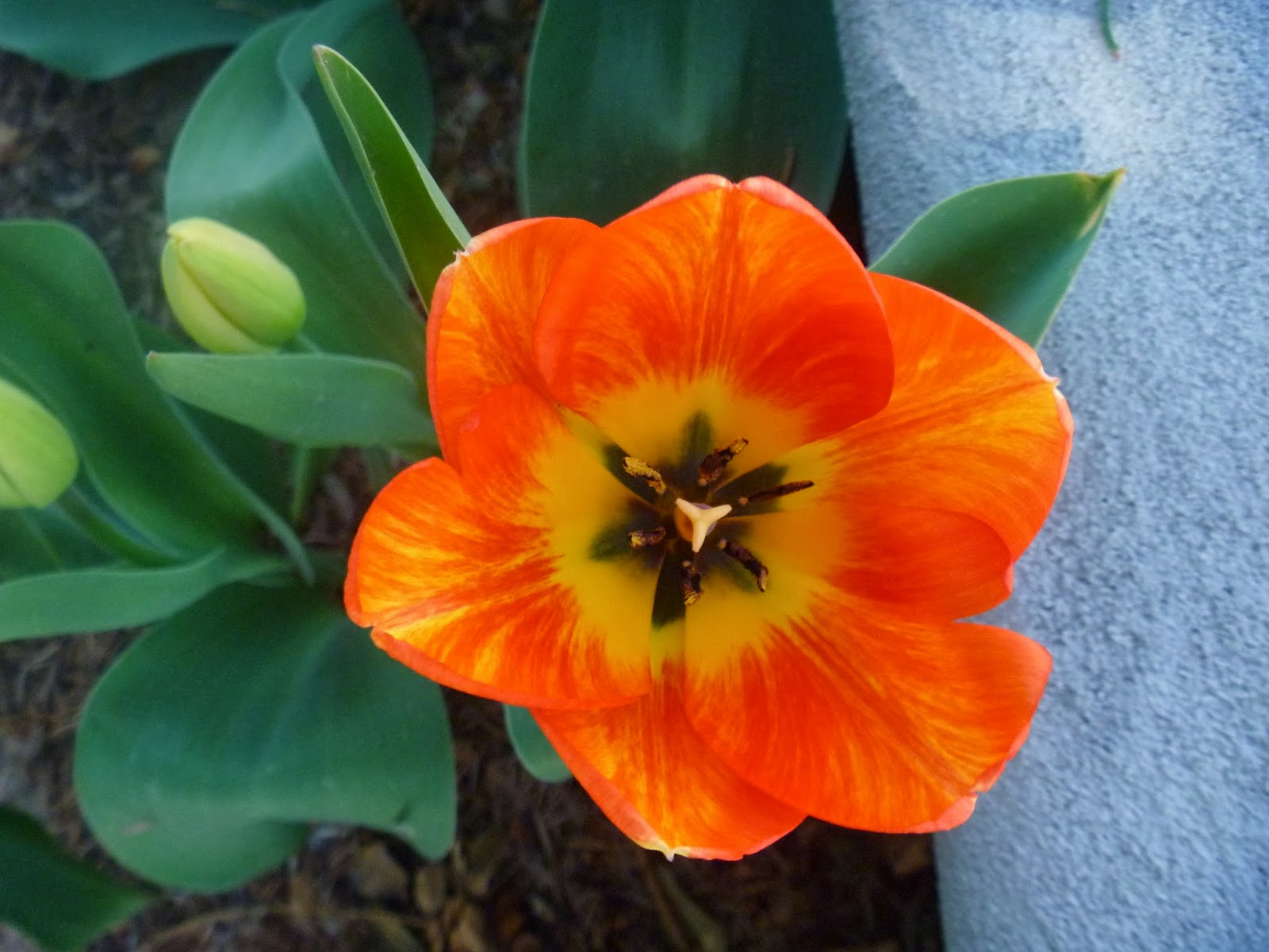 Notes And News From Shady Grove Gardens Hydrangeas Plants And