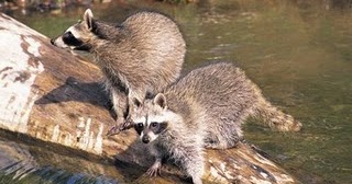 raccoon-proof-koi-pond-location.jpg