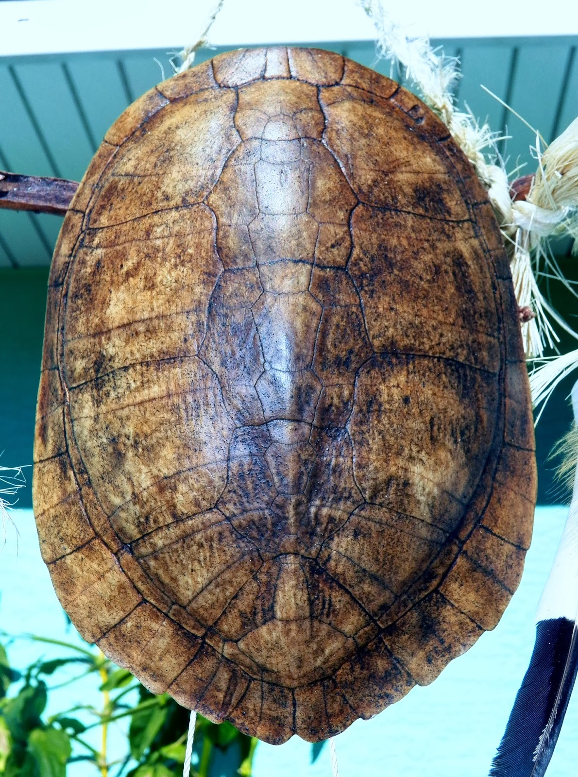 My Backyard: Indian VooDoo Turtle Shell Florida War Wind Chime