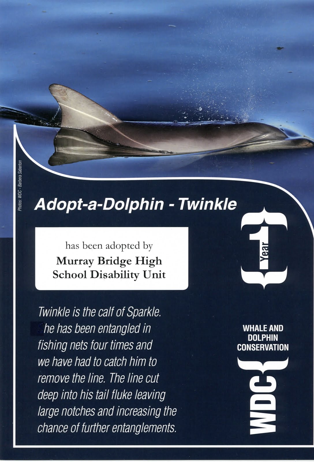 Our adopted dolphin
