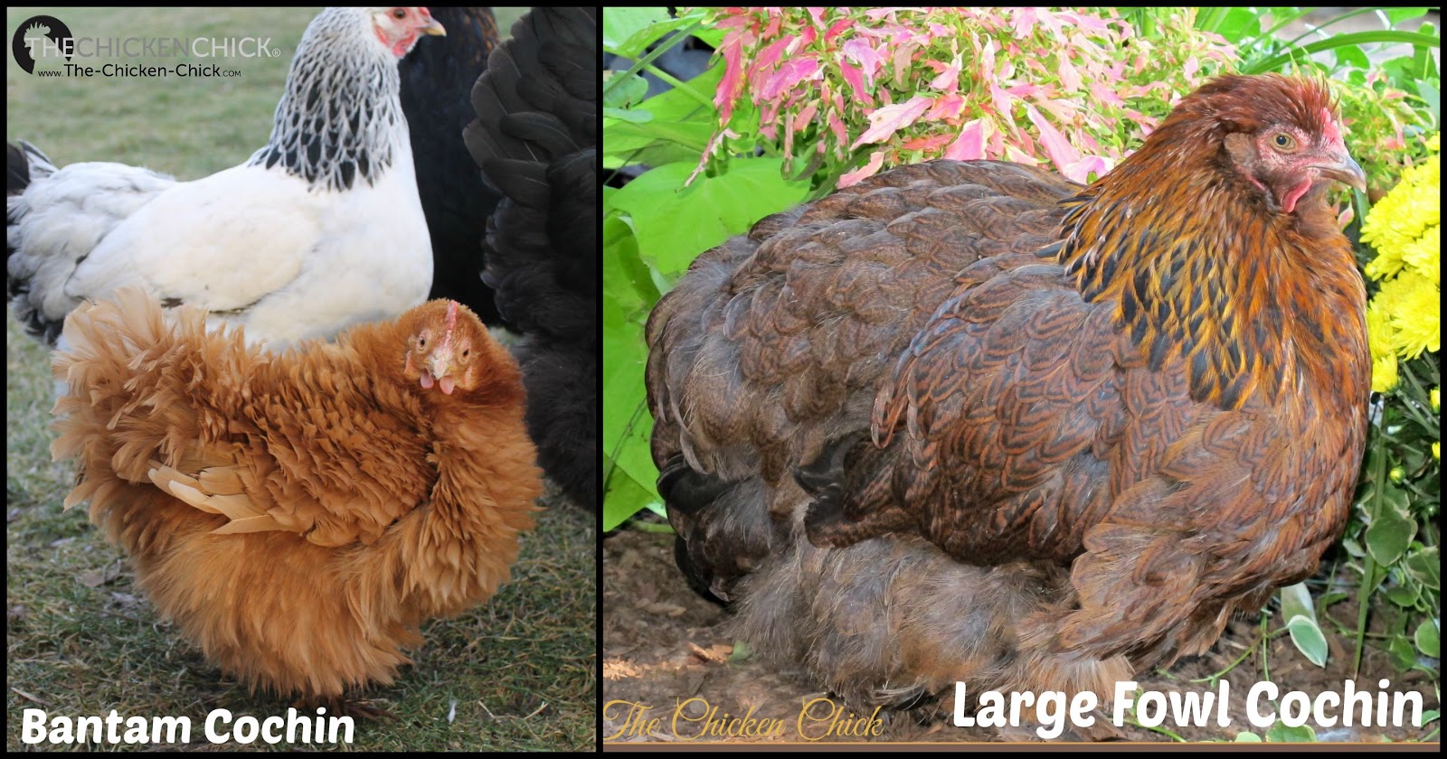 Maximizing Space Available when Adding Chickens to the Flock The