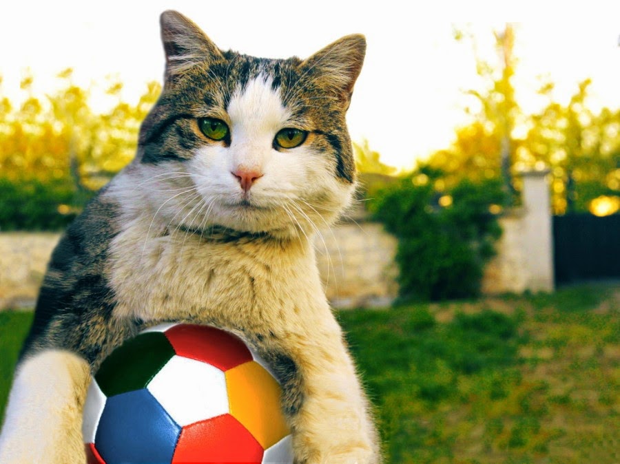 30 Photos Cute Animals Play Ball