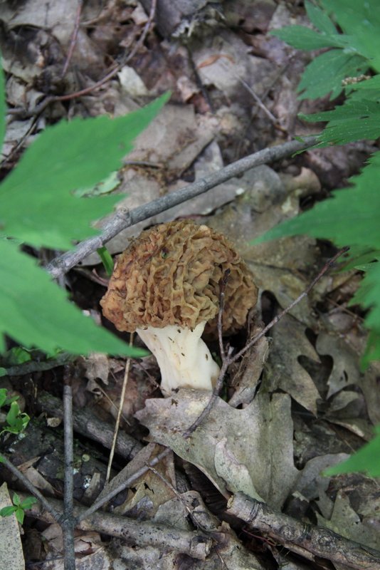 Vermont Wild Edibles Morels & Lobster Mushrooms found in Vt