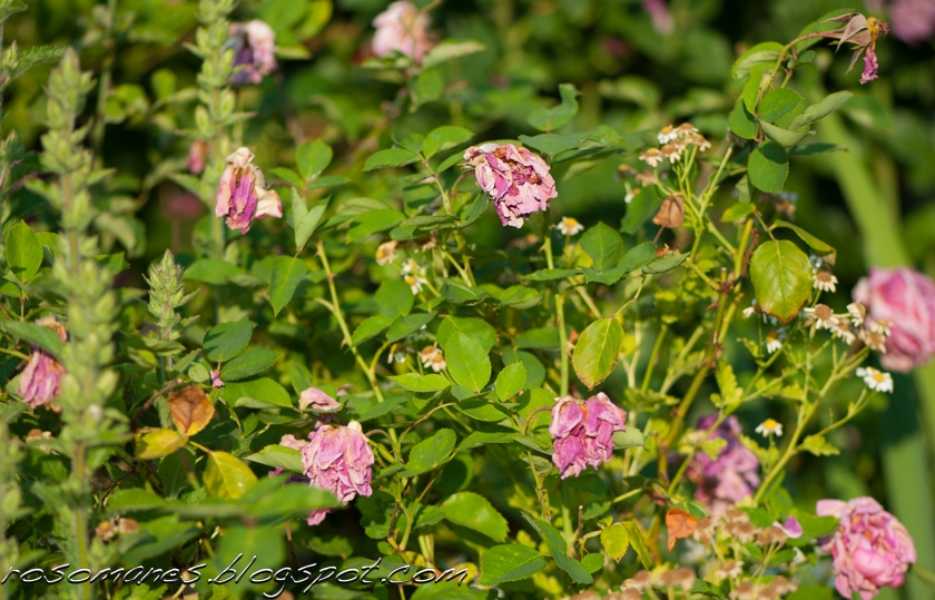 A Rose is a Rose... Survivors of the Heat