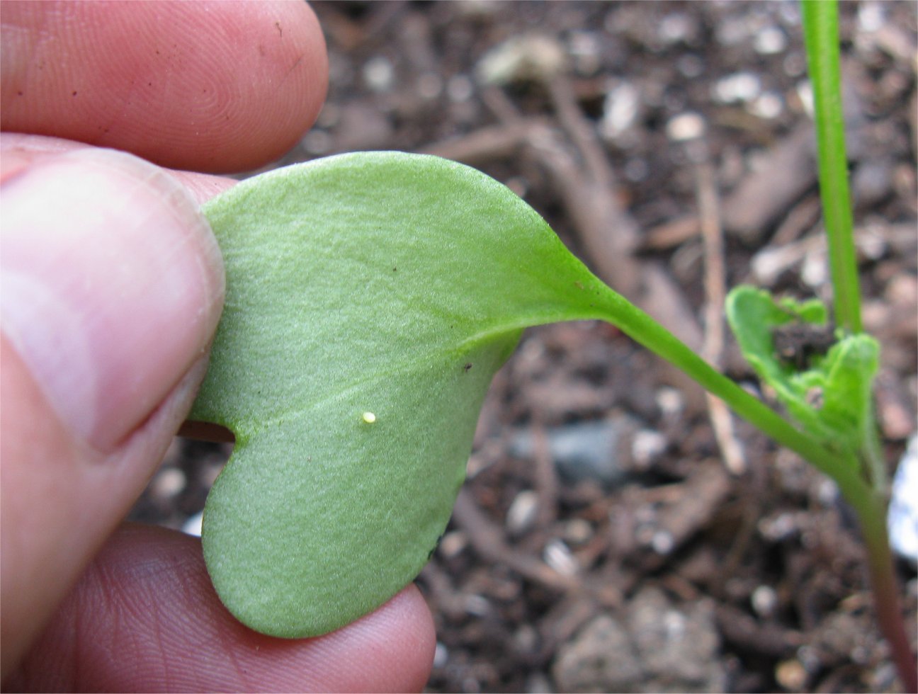 Really Random Garden My Year of the Cabbage Moth