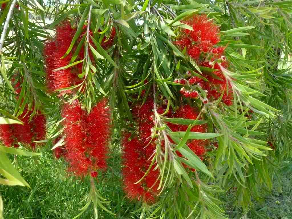 Trees Callistemon viminalis Weeping Bottlebrush