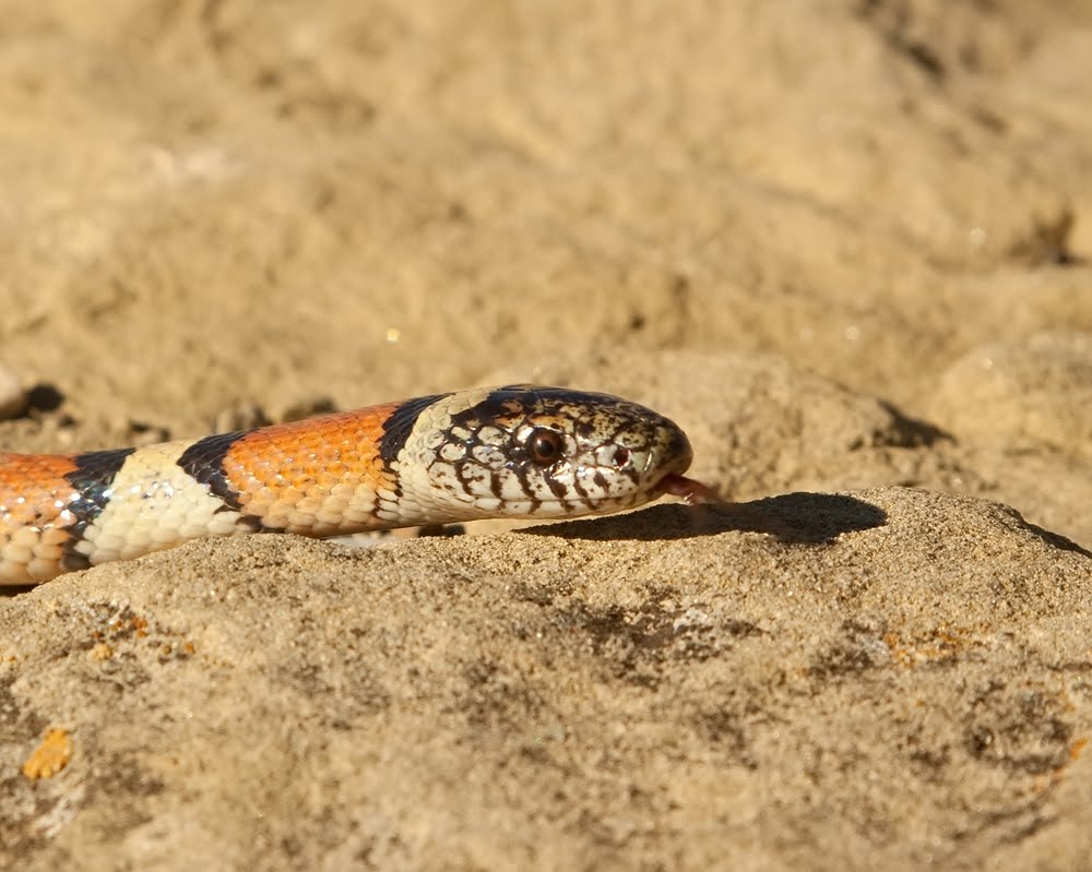 Prairie Ice Montana Milk Snake