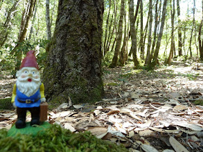 Wherever I May Gnome