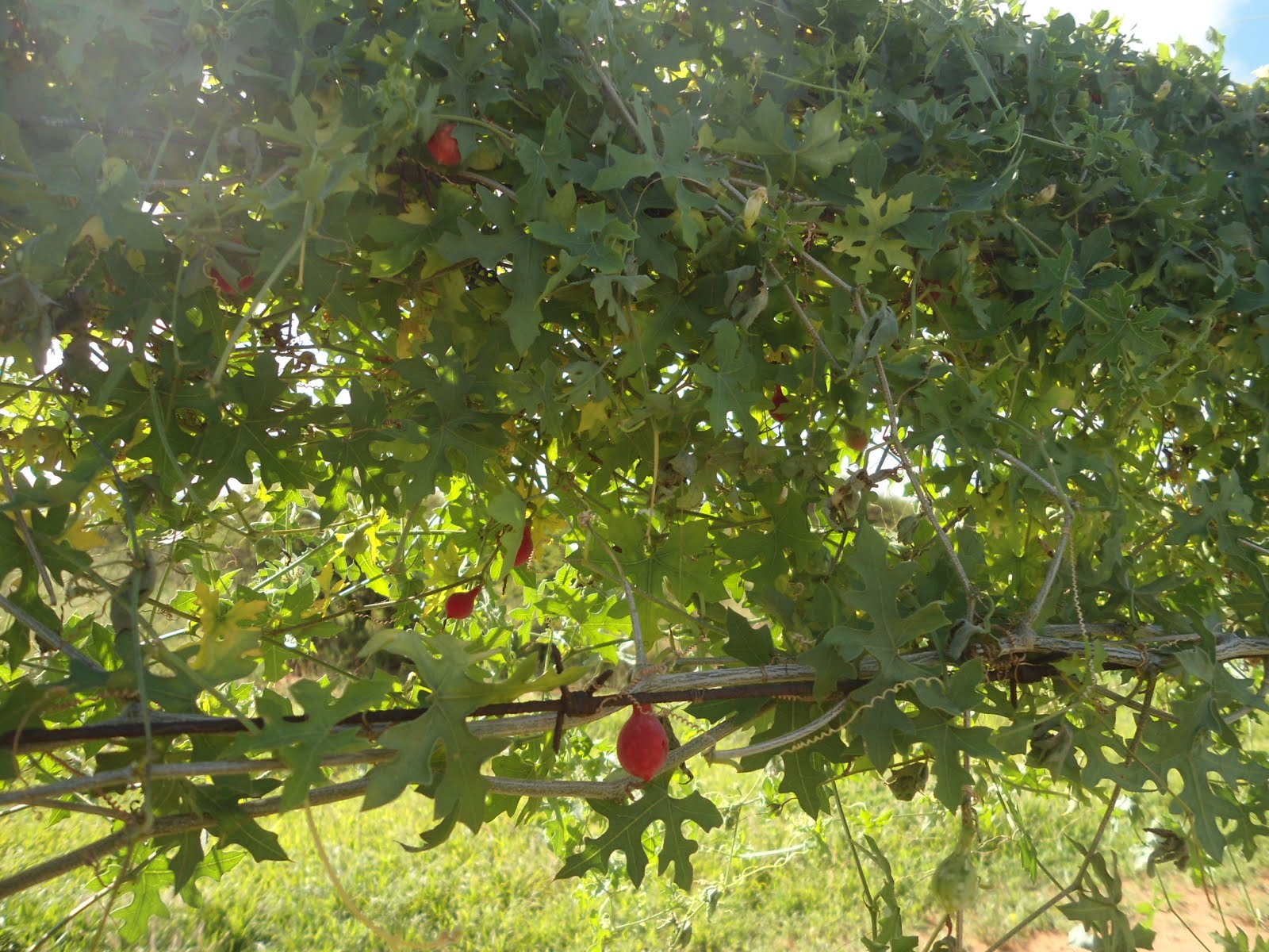 Ele ha frutos!