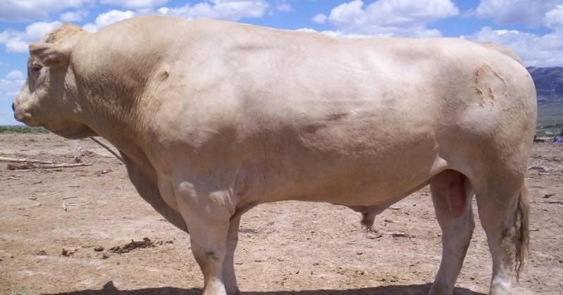 Lexicolatry Beefalo