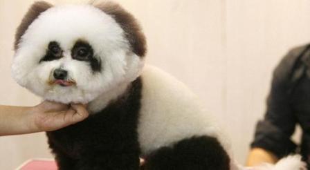 Anjing Lucu Mirip Binatang Panda Imut!