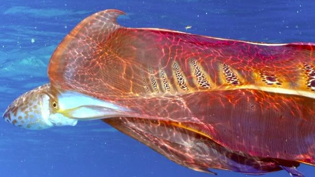 blanket octopus blanket octopus