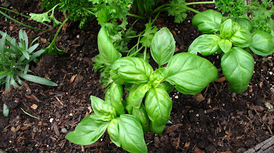 herb garden