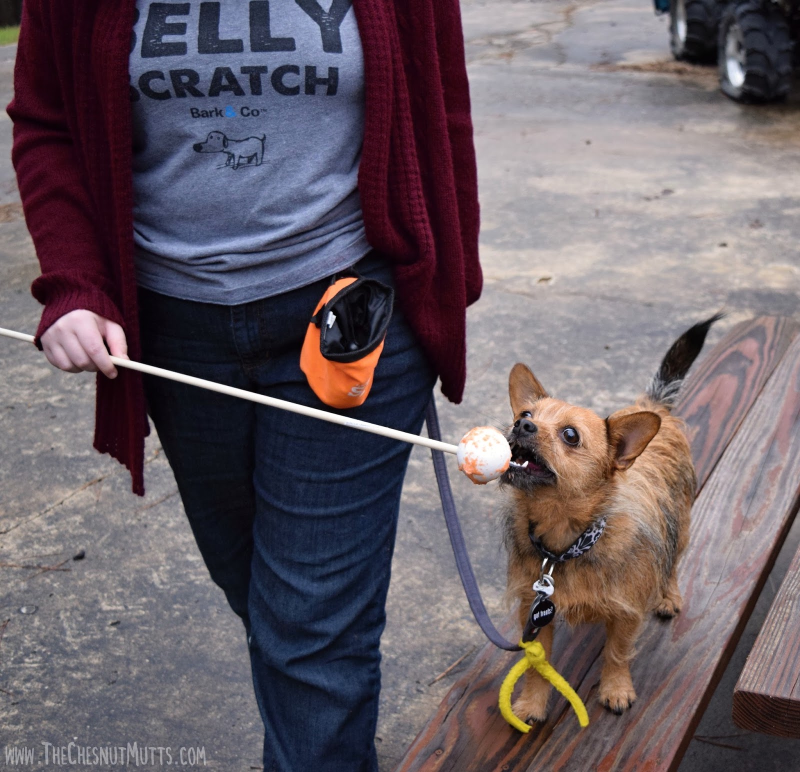 Review & Giveaway Leash Walking Techniques with Michelle Huntting