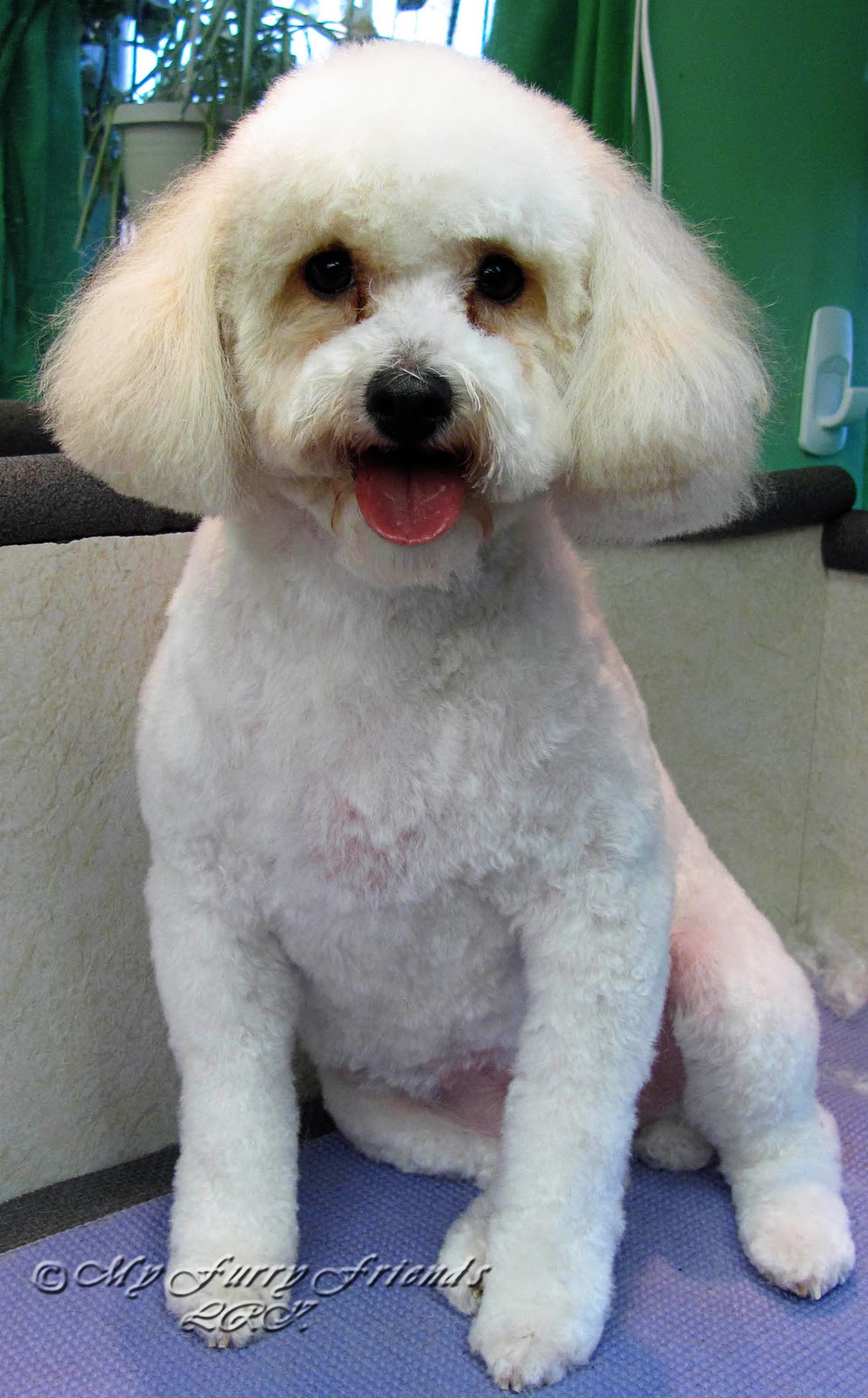 Bichon Grooming Styles