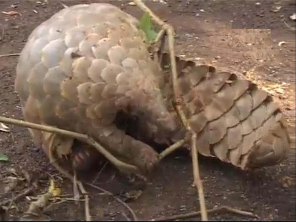 ENCYCLOPEDIA OF ANIMAL FACTS AND PICTURES: Pangolins1024 x 768