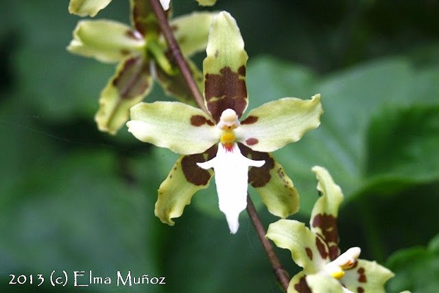 Oncidium trilobum