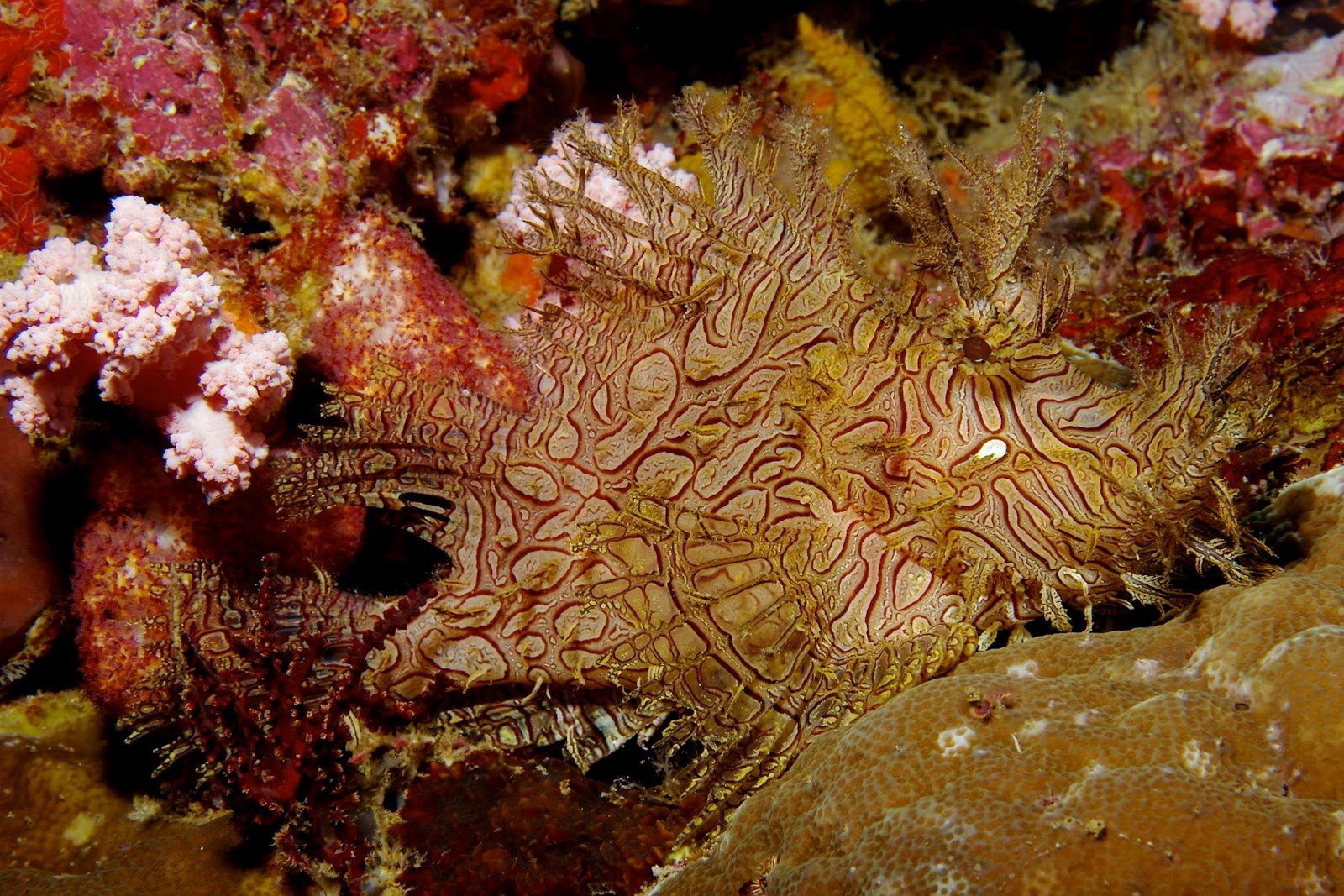 real monstrosities rhinopias scorpionfish