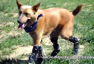 Naki'o, o Cachorro biônico com prótese nas quatro patas  Naki%2527o+o+cachorro+bi%25C3%25B4nico