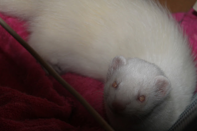 fretti+ferret