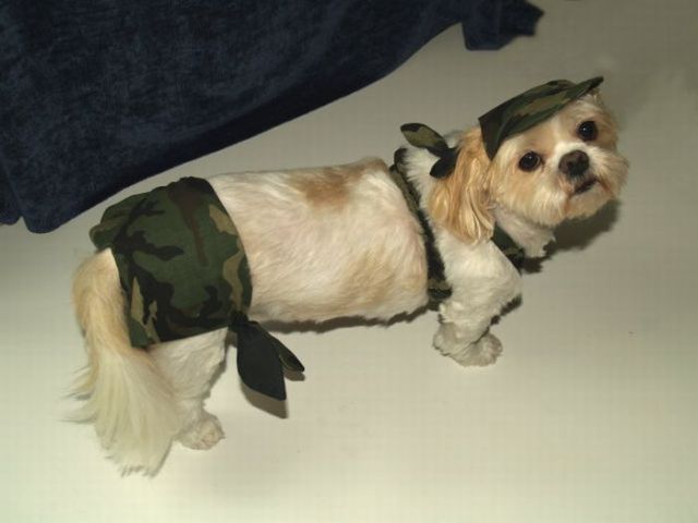 Funny Cool Pictures Cats And Dogs Wearing Bikinis