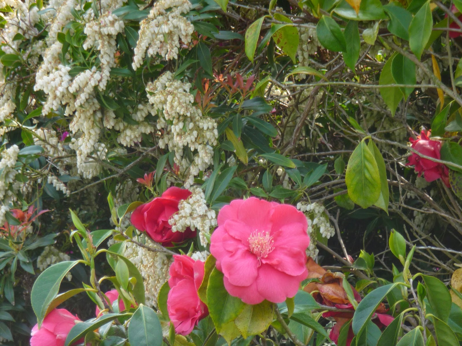 Sauvages Et Cultivees 2015 By Jardin Botanique De Lyon Issuu