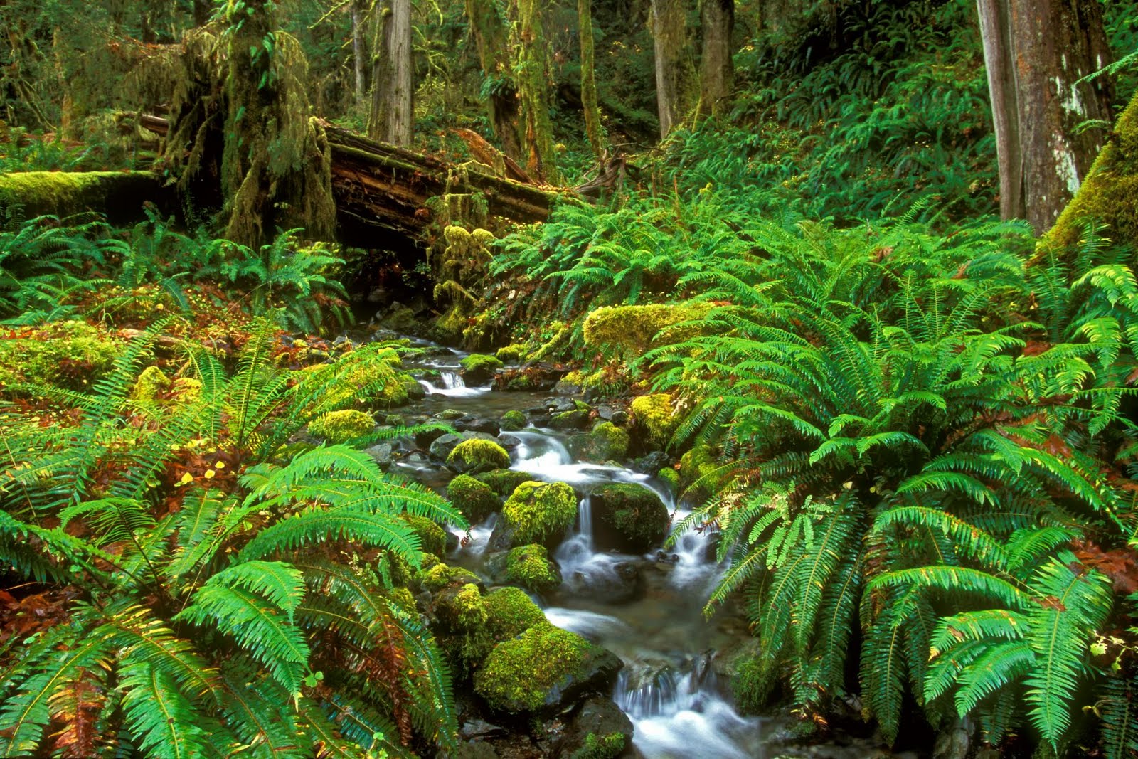 Cool forest wallpapers part 2