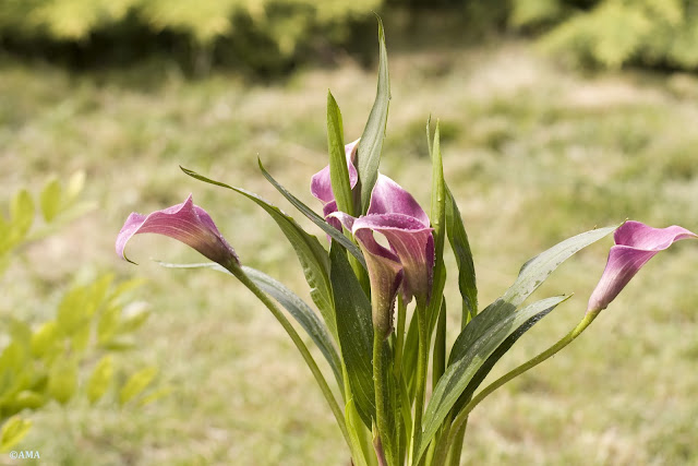 Cala (Zantedeschia)