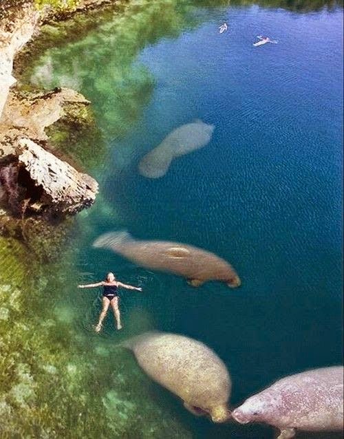 Unbelieve Swimming in Florida World's Snaps