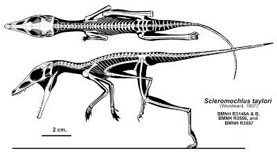 Scleromochlus skeleton