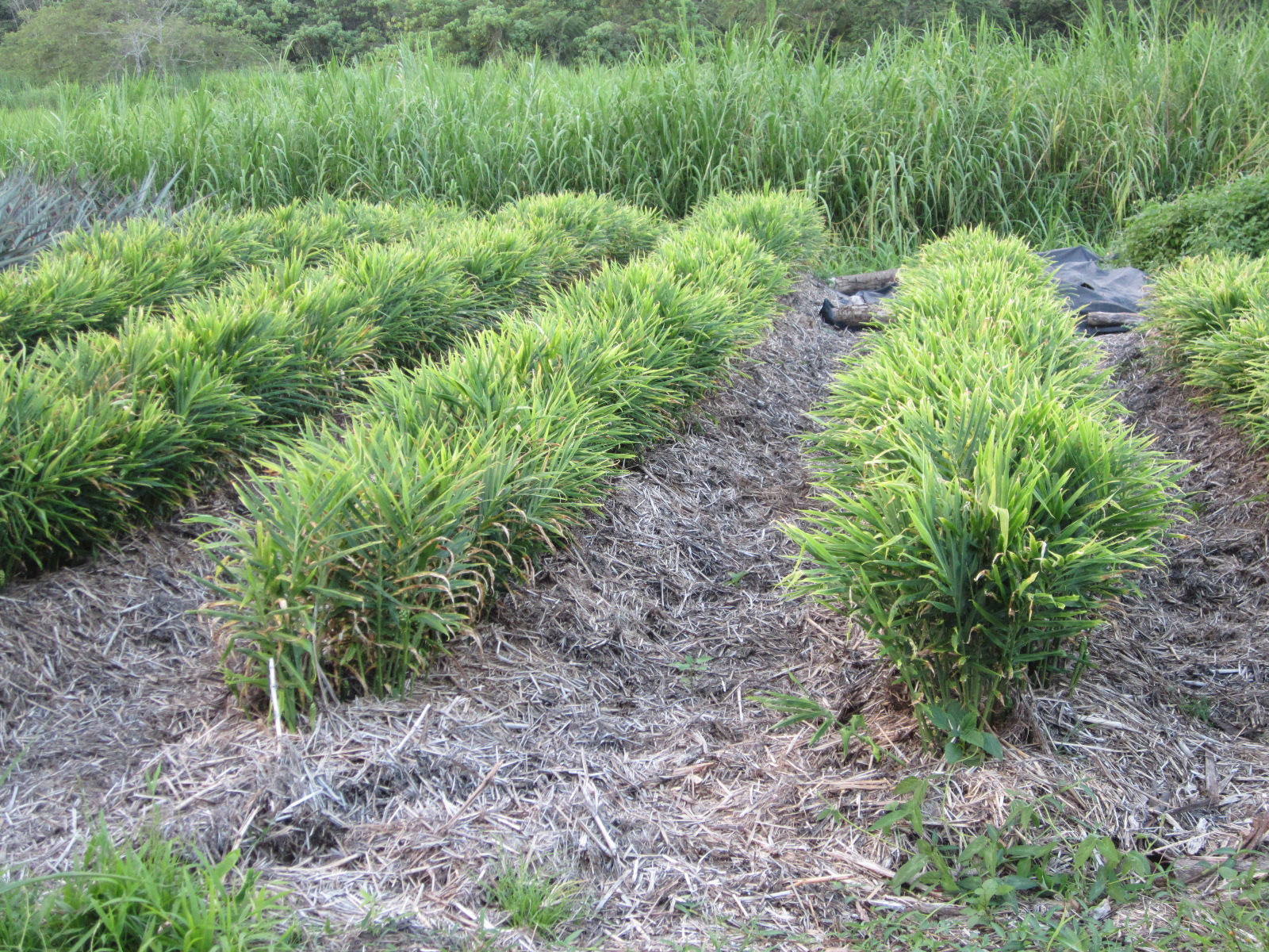 Permaculture, Perennial Polycultures & Resistance September 2012