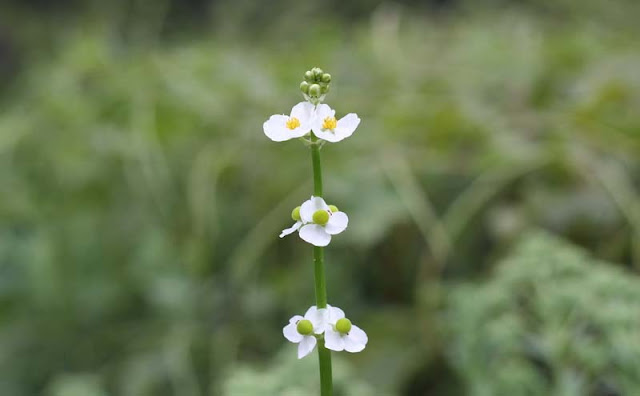 Broadleaf Arrowhead Flowers Pictures