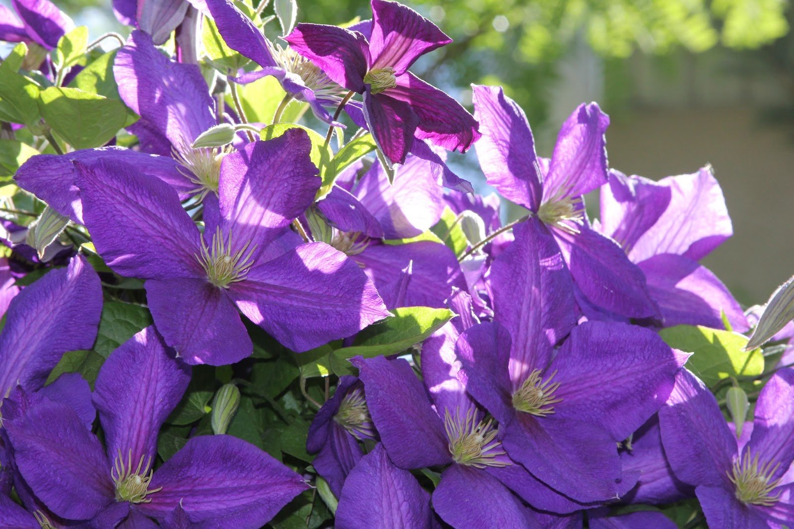 Time of Our Lives Blooming Clematis Vines