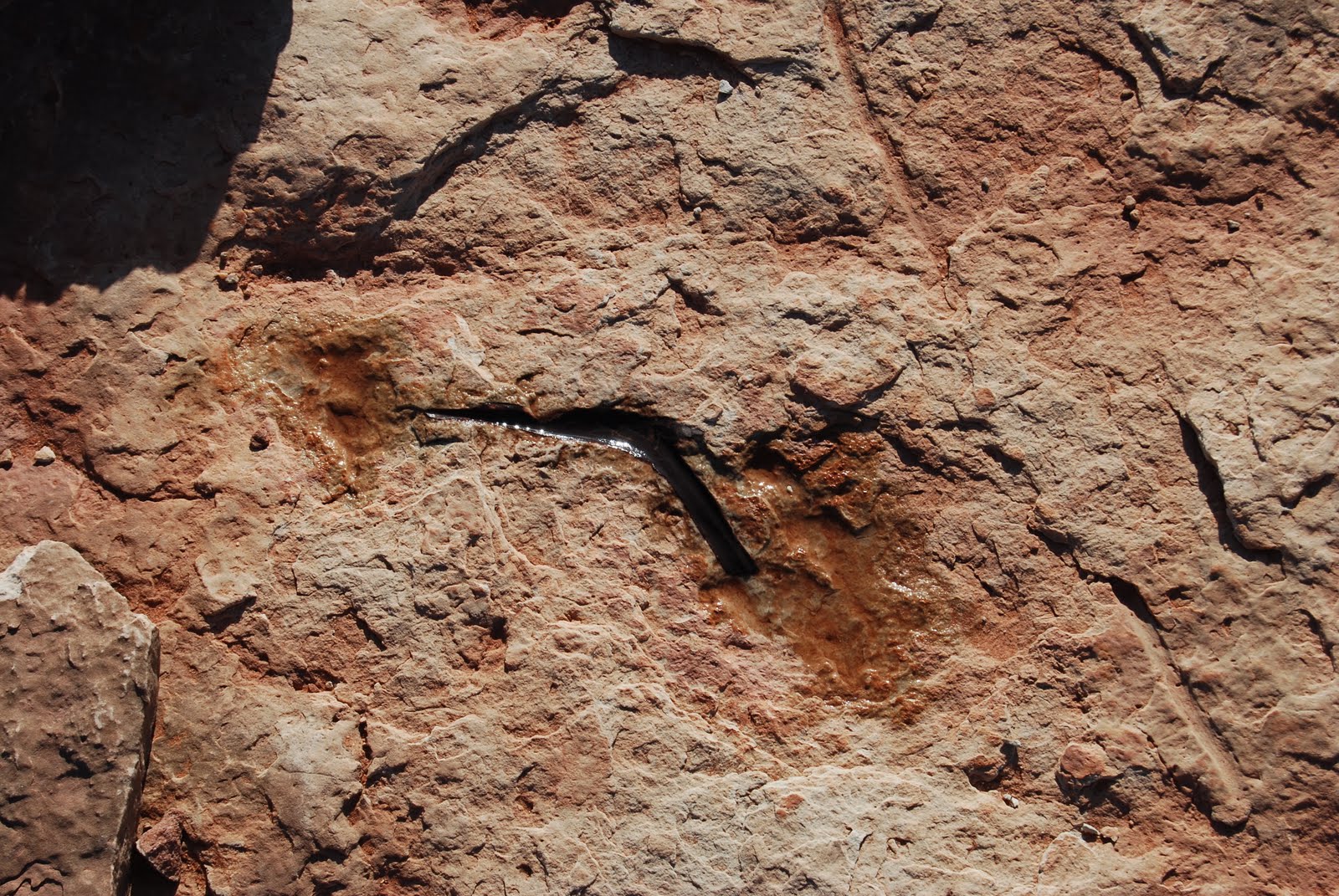 Dinosaur Tracks Arizona