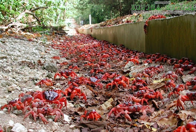 ketam merah @ red crab