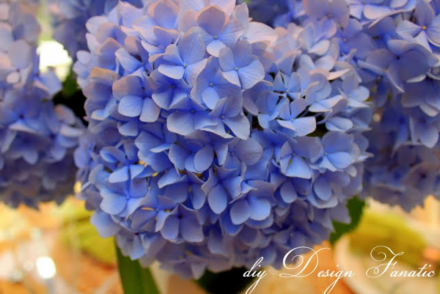 Digital Flower Pictures Com Nikko Blue Mophead Hydrangea