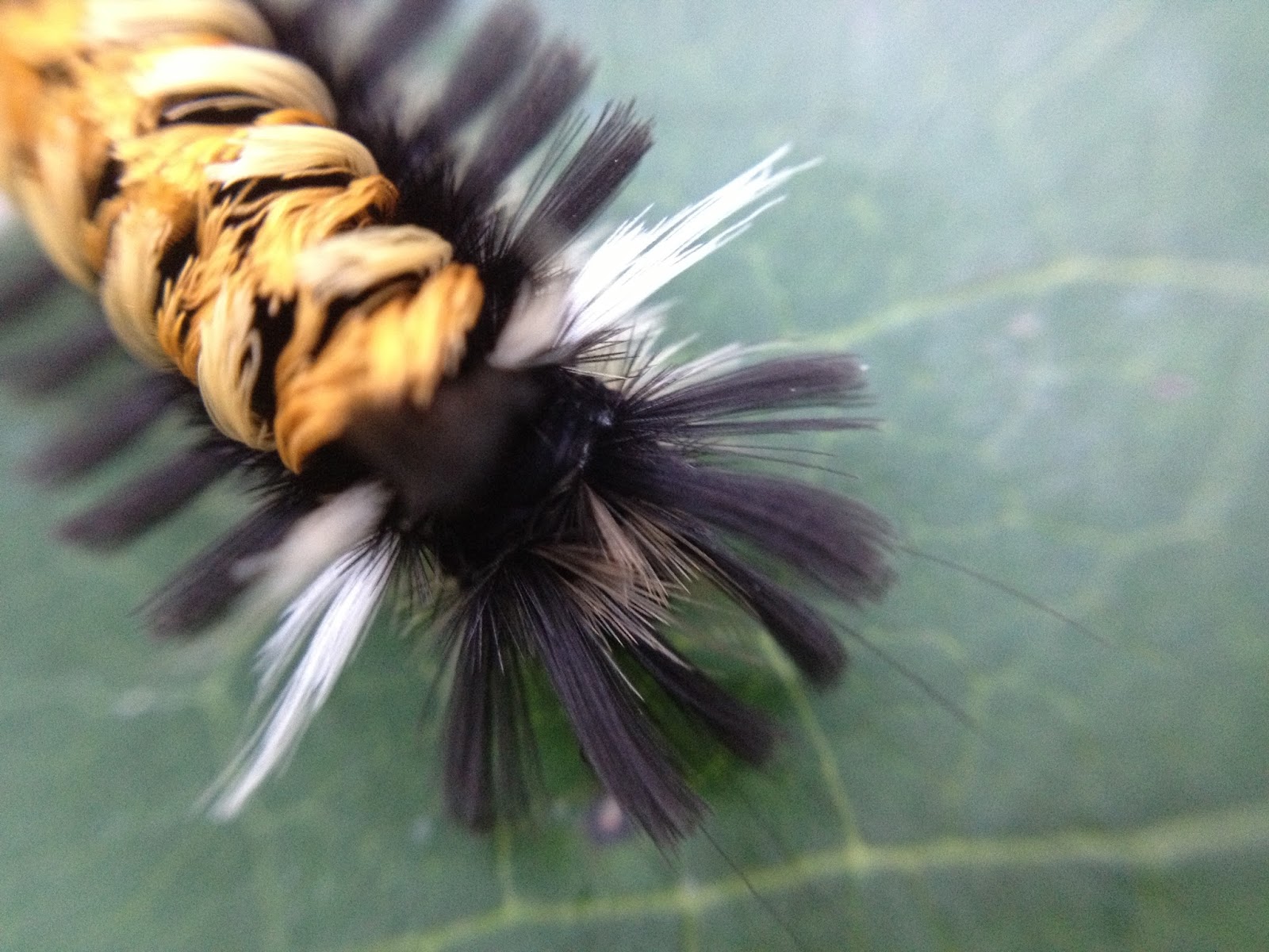 Central New York Nature Study Caterpillars With a Sting