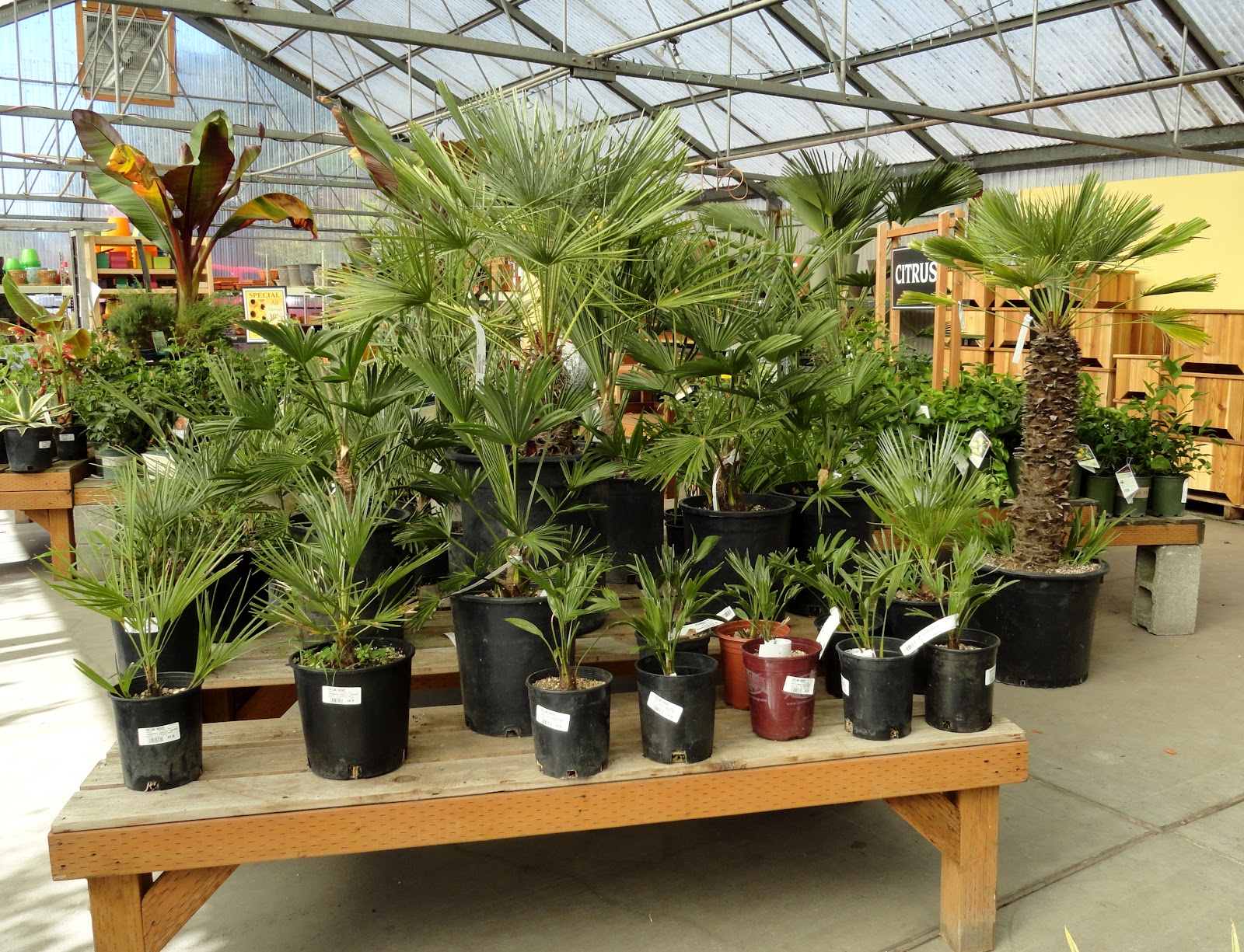 danger garden Is it too early to buy my Christmas Tree Palm?