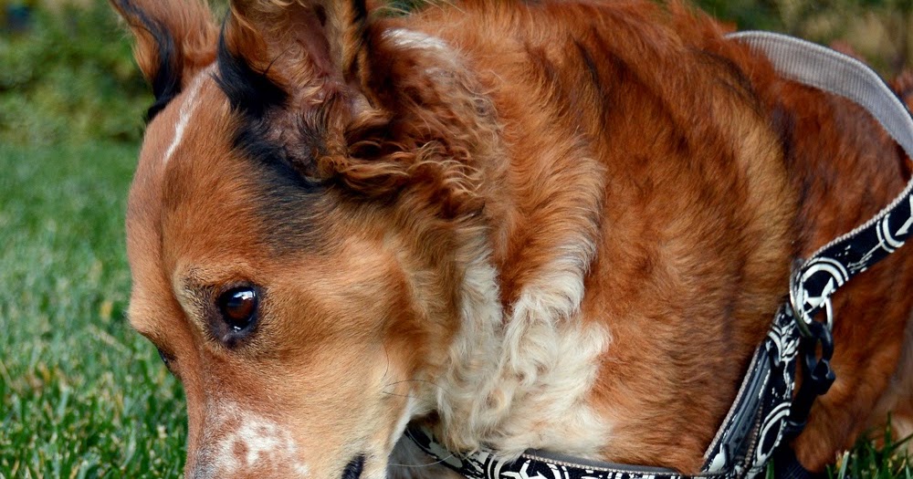 The Dog Geek Product Review Kong Marathon