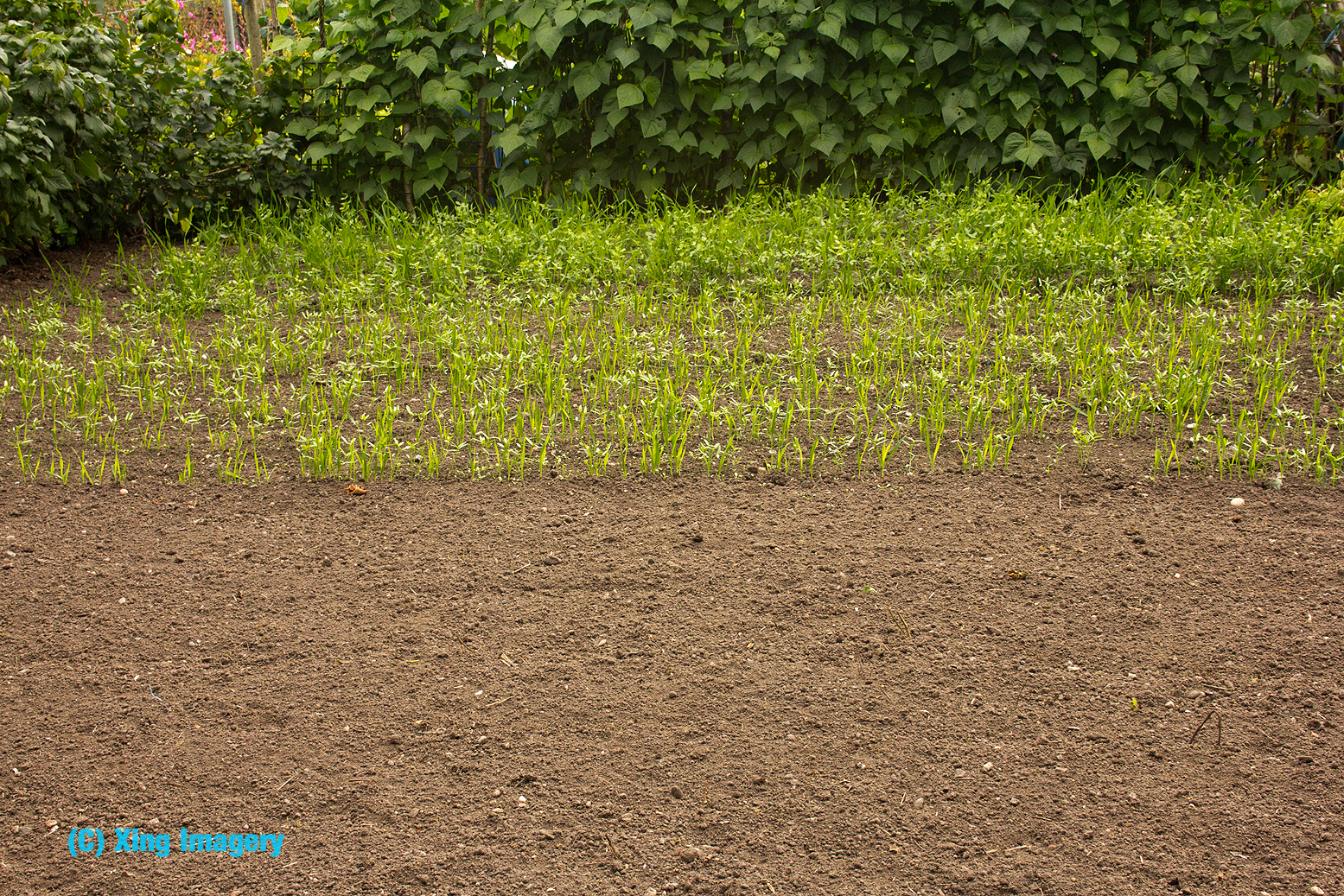 Allotment Garden Planting the green manure