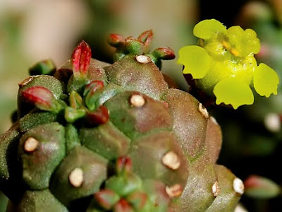 Euphorbia clavarioides Fiore Euphorbia clavarioides Fiore