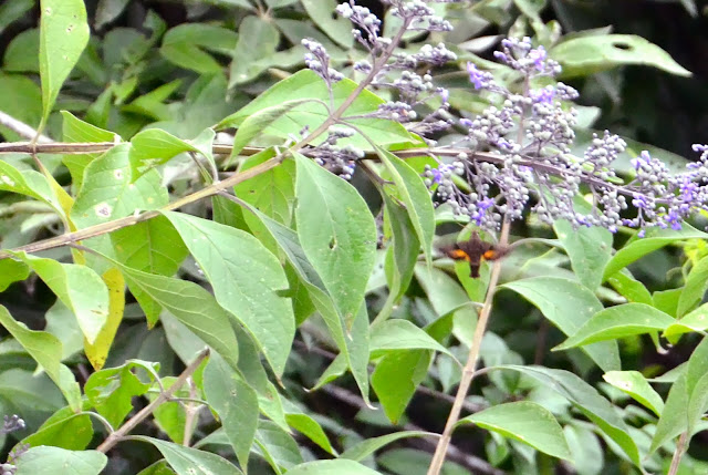 Macque Buddleias And Butterflies