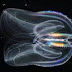 Uncovered The Alien Of The Sea