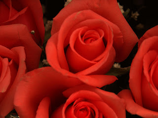 Rosas rojas - Imágenes - rosas rojas