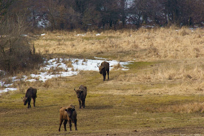 zimbriBucsaniwisentbisonbonasusZimbrariaNeagraBucsaniTargovisteDambovita