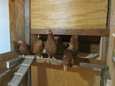 Chickens checking out the nesting boxes