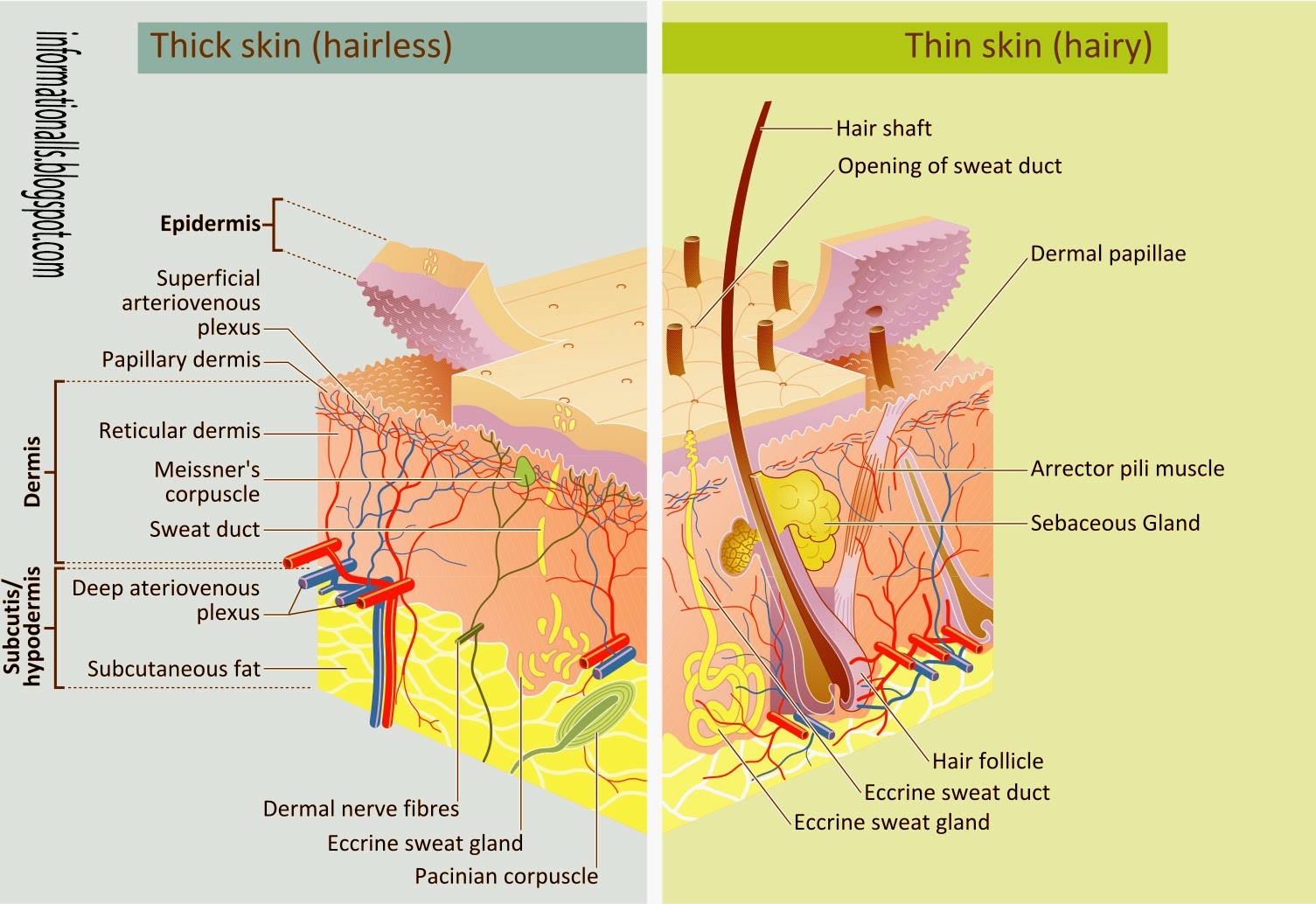 Alchemy elements Gray Life! Information